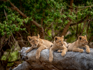 SOuth Africa Wildlife